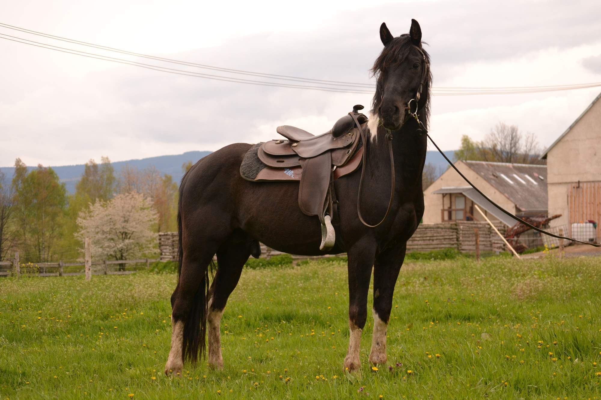 APH Jester Royal Smart